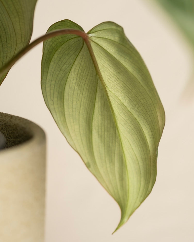 Nahaufnahme eines herzförmigen Philodendron gloriosum - Feenblattes mit samtigen Blättern und sichtbaren Adern, das an einem Stiel befestigt ist. Links unten ist teilweise ein heller, zylindrischer Topf zu sehen; der Hintergrund ist leicht unscharf.