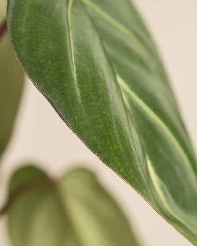 Nahaufnahme eines Philodendron gloriosum - Feenblattes mit samtiger Textur und gelblichen Adern; ein anderes Blatt erscheint unscharf im Hintergrund. Foto aufgenommen in St. Gallen.