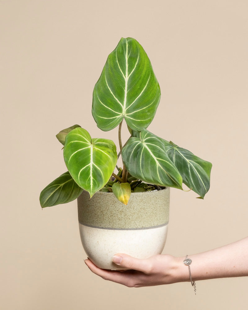 Eine Hand hält einen Philodendron gloriosum - eine Fee mit samtartigen, großen, grünen, herzförmigen Blättern und auffallend weißen Adern vor einem schlichten, beigen Hintergrund.