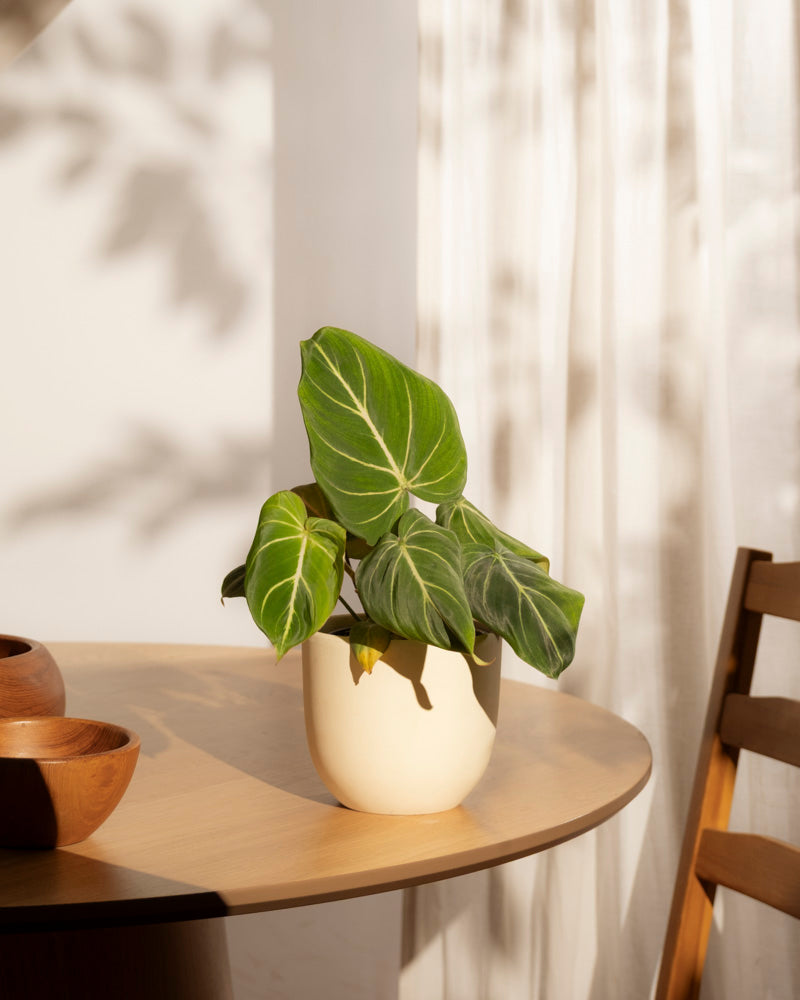 Ein Philodendron gloriosum - feey mit samtigen Blättern steht auf einem runden Holztisch bei einem Fenster mit weißen Vorhängen in St. Gallen. Sonnenlicht wirft sanfte Schatten von Blättern und Möbeln auf Wand und Tisch.