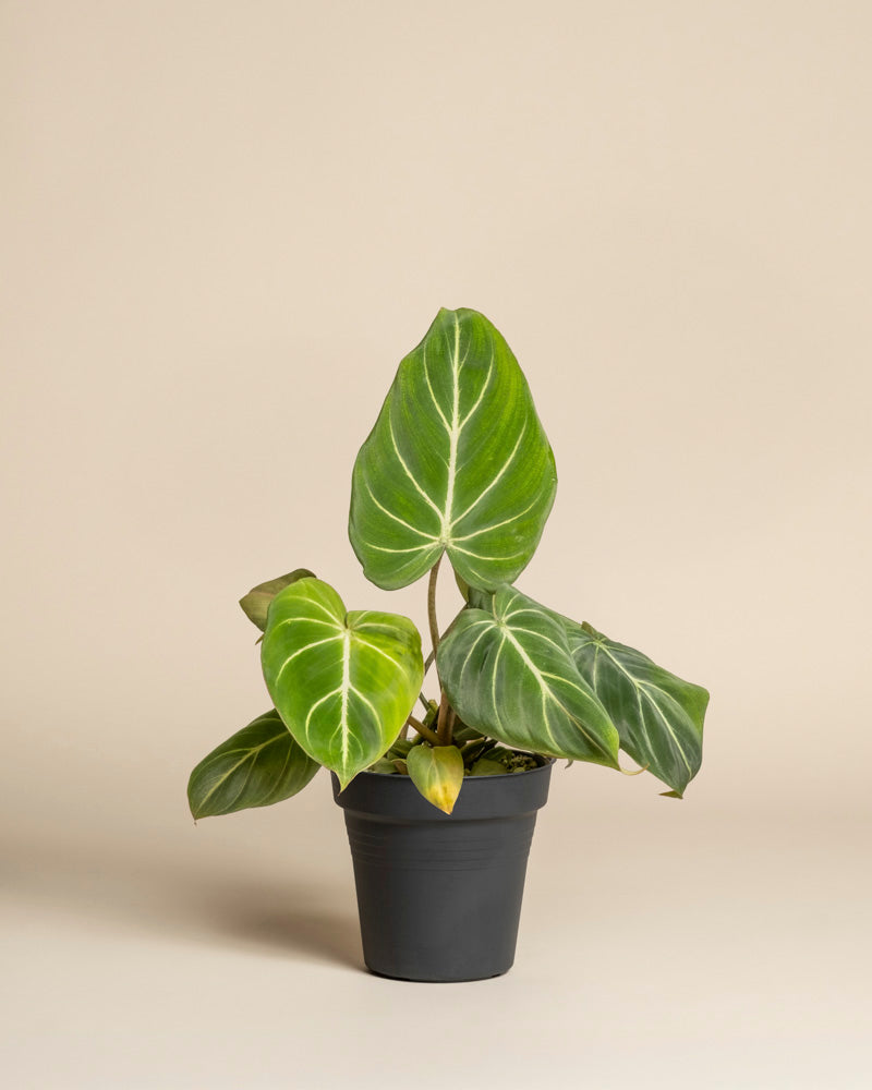 Der Philodendron gloriosum - feey mit großen, samtigen Blättern und auffälligen weißen Adern sticht vor einem schlichten beigen Hintergrund hervor. Der schlichte schwarze Topf unterstreicht die elegante Erscheinung der Pflanze.