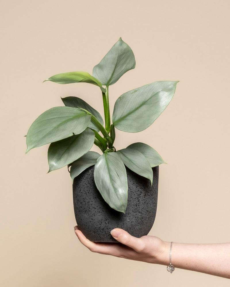 Eine Hand hält den Philodendron hastatum - feey, eine gesunde Pflanze mit breiten, wachsgrünen Blättern in einem kleinen dunkelgrauen Topf vor einem schlichten beigen Hintergrund.