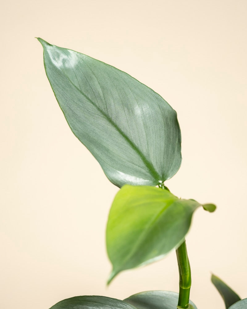 Nahaufnahme eines Philodendron hastatum - mit zwei großen Blättern, einem dunkelgrünen und einem hellgrünen, vor einem einfarbig beigen Hintergrund.