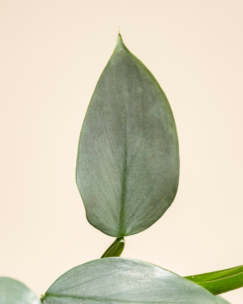 Ein einzelnes Philodendron hastatum - Feenblatt, das für seine glatten Ränder und seine spitze Spitze bekannt ist, steht in der Mitte vor einem hellbeigen Hintergrund mit Andeutungen von anderen Silberschwertblättern am Boden.