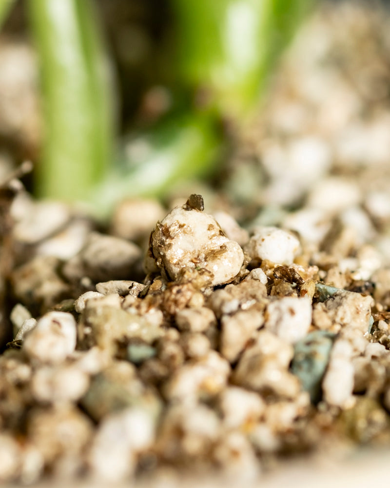 Nahaufnahme einer grobkörnigen, sandigen Topfmischung mit Perlit und organischem Material, mit einem unscharfen grünen Philodendron hastatum - feey Stamm im Hintergrund.