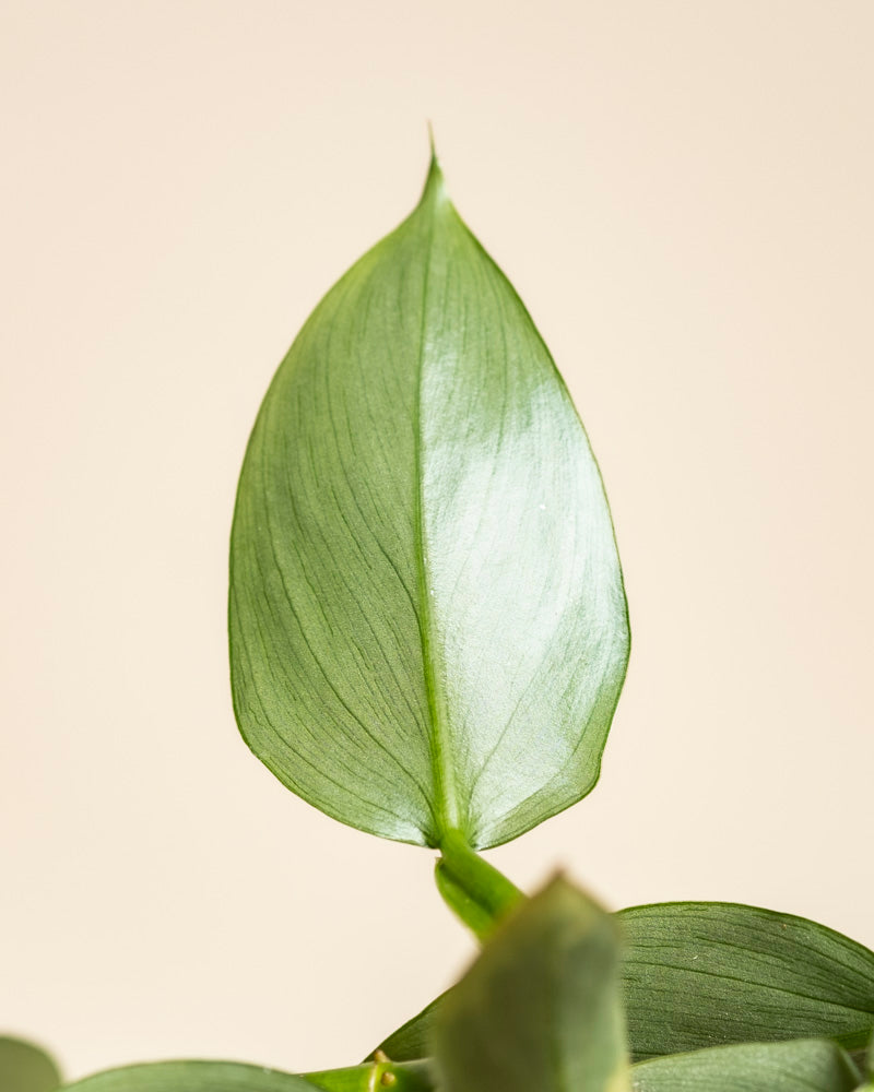 Nahaufnahme eines gesunden grünen Philodendron hastatum - Feenblattes, oval mit sichtbaren Adern, an einem Stiel befestigt und vor einem zartbeigen Hintergrund.