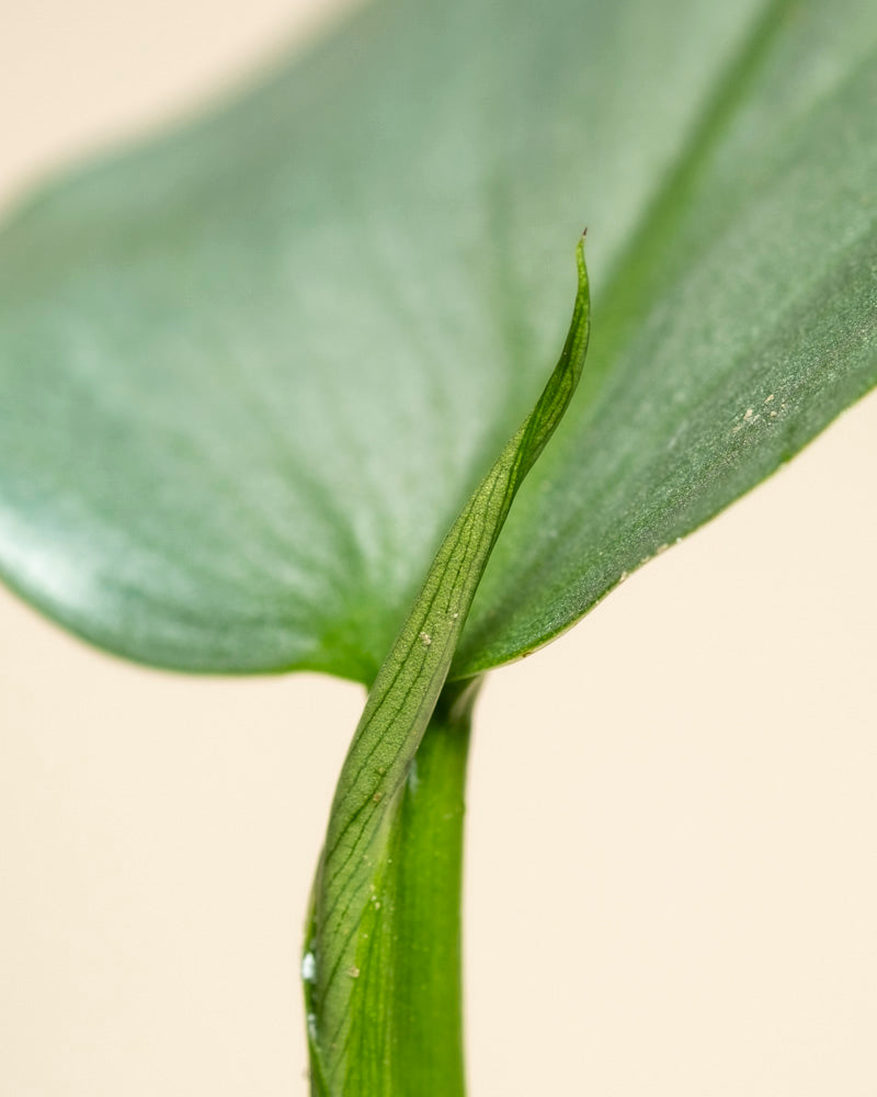 Nahaufnahme eines Philodendron hastatum - Feenstammes und -blattes, mit feinen Details und Textur vor einem weichen beigen Hintergrund.