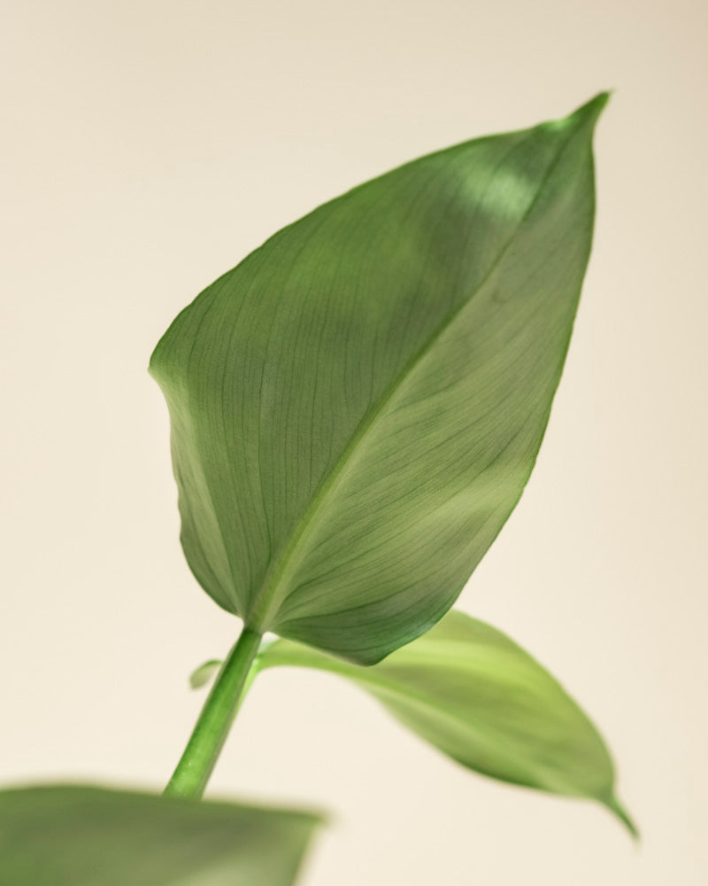 Eine Nahaufnahme von zwei Philodendron hastatum - feige Blätter mit sichtbaren Adern vor einem beigen Hintergrund. Das Hauptblatt des Silberschwertes ist zentriert, seine Struktur wird durch das Licht sanft hervorgehoben.