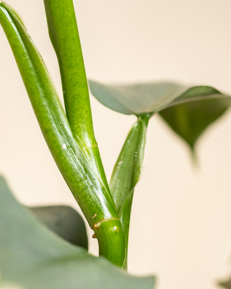 Nahaufnahme eines Philodendron hastatum - feiger Stängel mit einem Knoten, glatter Textur und tiefgrünen Blättern. Der hellbeige, unscharfe Hintergrund hebt die einzigartigen Details der Pflanze hervor.