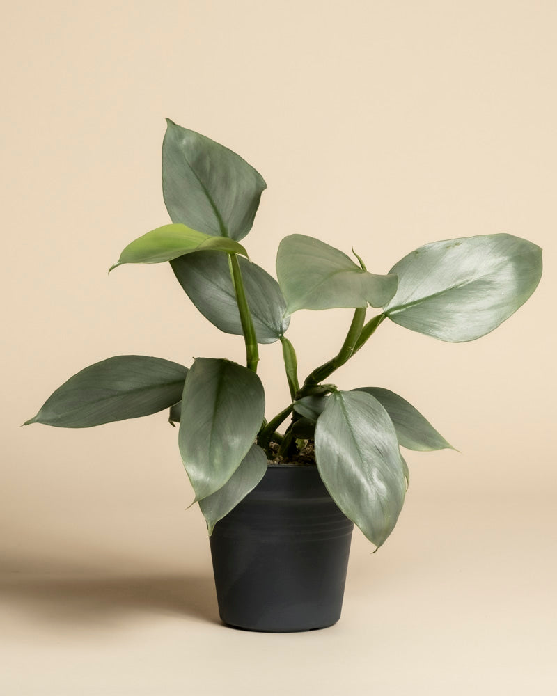 Ein lebendiger Philodendron hastatum - fey mit silbrig-grünen Blättern in einem kleinen schwarzen Topf, der vor einem schlichten beigen Hintergrund steht.