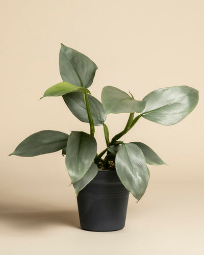 Ein lebendiger Philodendron hastatum - fey mit silbrig-grünen Blättern in einem kleinen schwarzen Topf, der vor einem schlichten beigen Hintergrund steht.