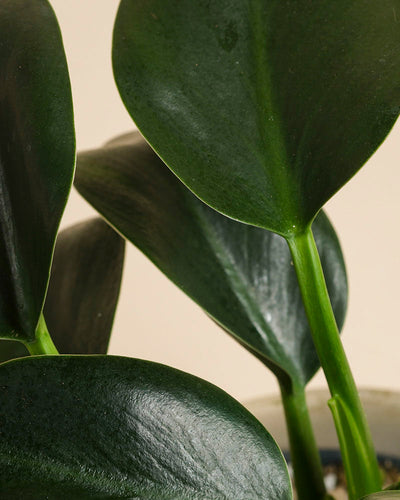 Nahaufnahme der glänzenden, ovalen, dunkelgrünen Blätter mit glatter Textur auf dicken Stielen eines getopften Philodendron 'Imperal Green' - feey, vor neutralem Hintergrund.