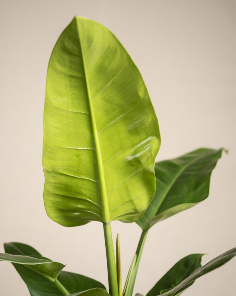 Detailaufnahme Philodendron 'Imperial Green'