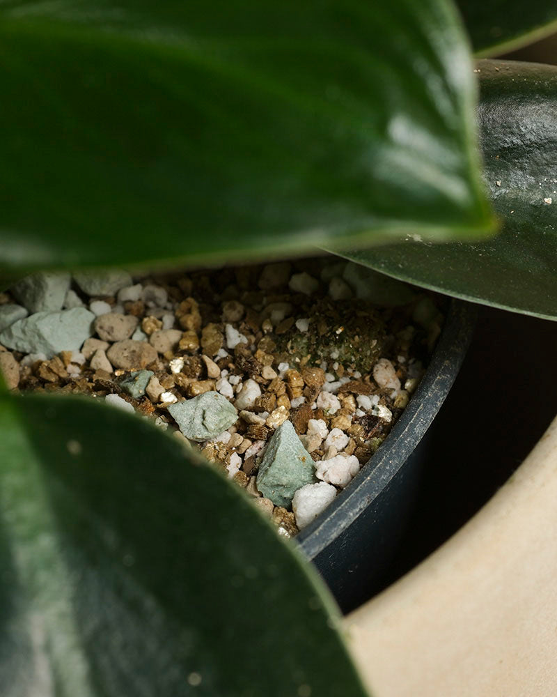 Nahaufnahme eines Philodendron 'Imperal Green' - Fee mit großen grünen Blättern in einer Mischung aus Erde, Kieselsteinen und Perlit in einem schwarzen Plastiktopf in einem cremefarbenen Übertopf.