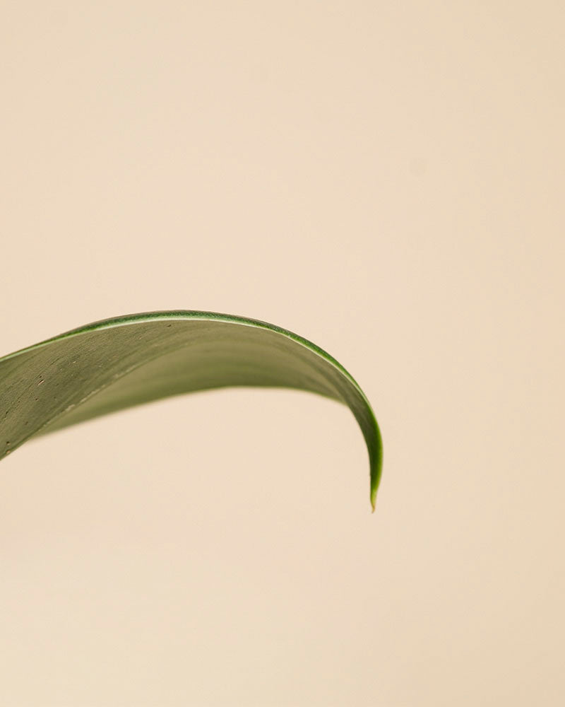 Eine Nahaufnahme eines einzelnen Philodendron 'Imperal Green' - ein anmutig nach unten gebogenes Blatt vor einem schlichten, hellbeigen Hintergrund, der die natürliche Schönheit dieser beliebten Zimmerpflanze unterstreicht.