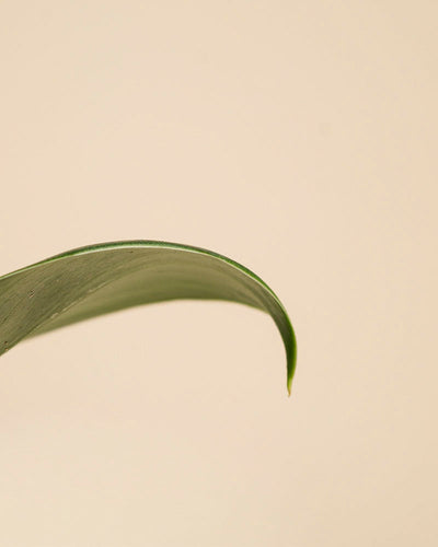 Eine Nahaufnahme eines einzelnen Philodendron 'Imperal Green' - ein anmutig nach unten gebogenes Blatt vor einem schlichten, hellbeigen Hintergrund, der die natürliche Schönheit dieser beliebten Zimmerpflanze unterstreicht.