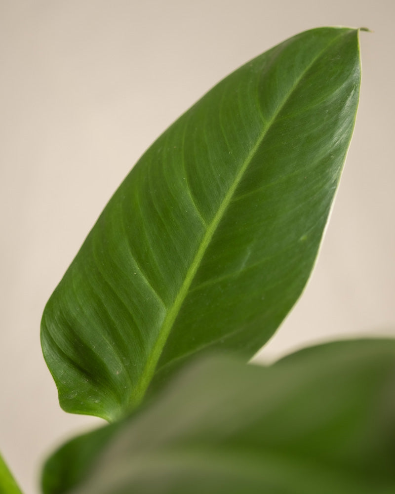 🪴 Philodendron 'Imperial Green'