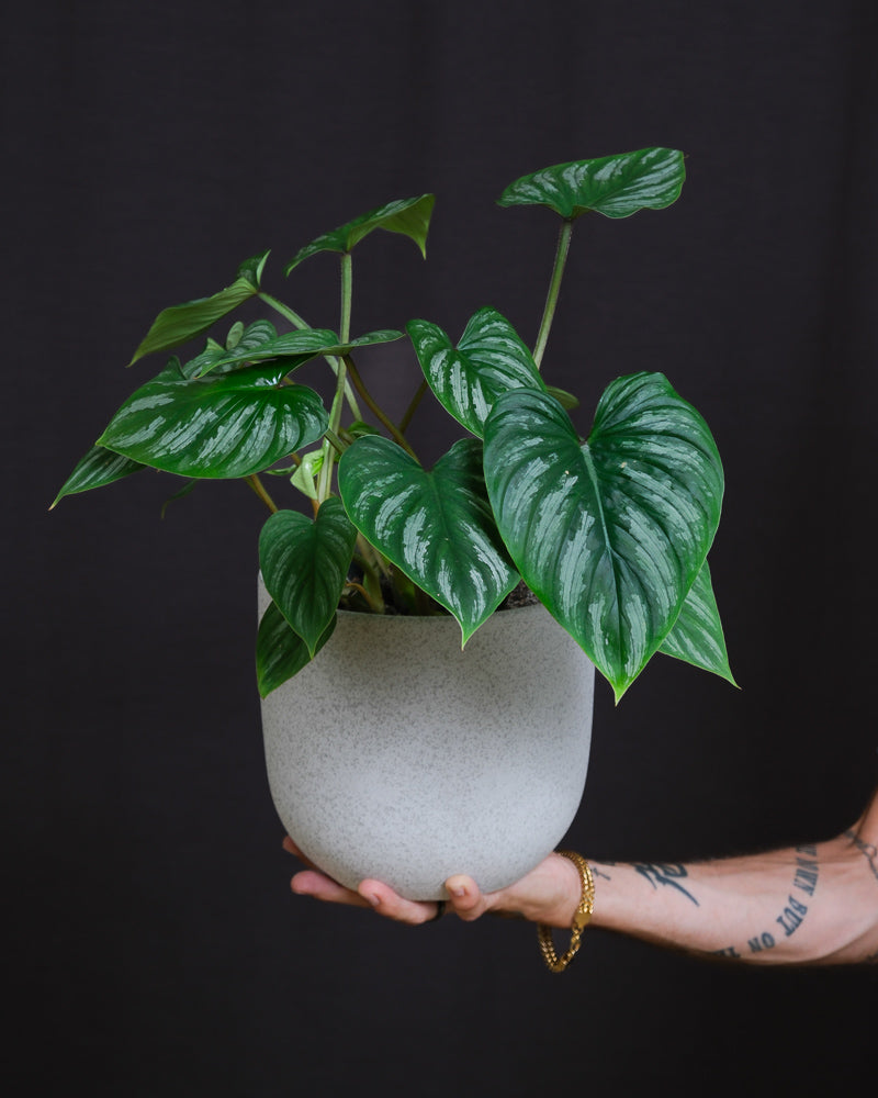 Philodendron mamei im weissen Keramikübertopf auf einer Hand getragen 