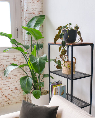 Philodendron micans auf einem Regal im Wohnzimmer vor einer grossen Strelitzie