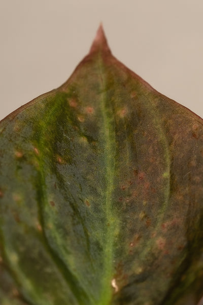 Detailaufnahme einer Blattspitze eines Philodendron micans