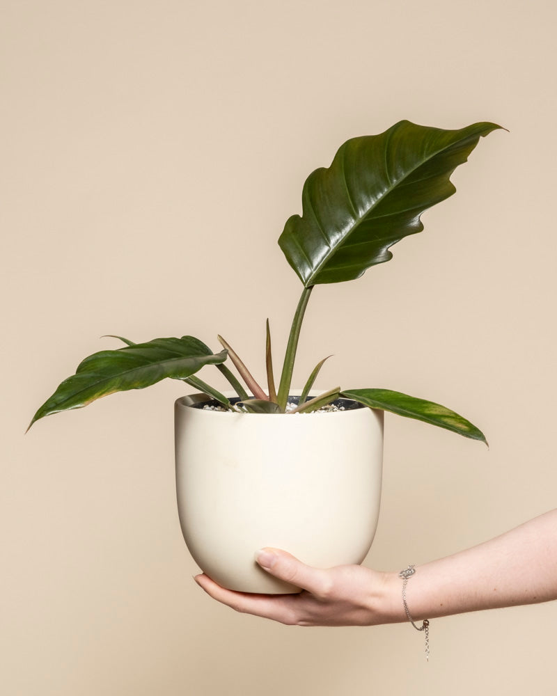 Eine Hand hält einen cremefarbenen Topf mit einem Philodendron 'Pluto' - feey, dessen große, glänzende Blätter und neues Wachstum sich auffällig von einem schlichten beigen Hintergrund abheben - eine absolute Rarität für jeden Pflanzensammler.
