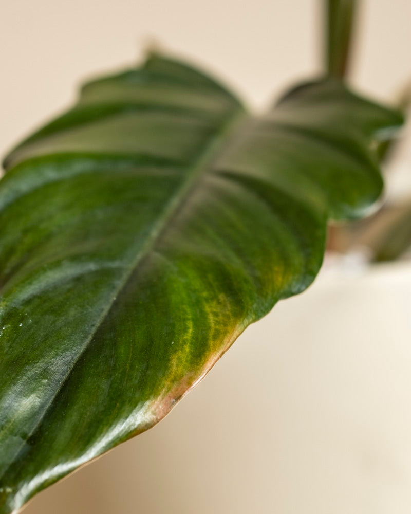 Eine Nahaufnahme eines großen, glänzend grünen Philodendron 'Pluto' - Blattes mit einem leicht vergilbten Rand, vor einem unscharfen, hellen Hintergrund - eine echte Rarität für jeden Pflanzensammler.