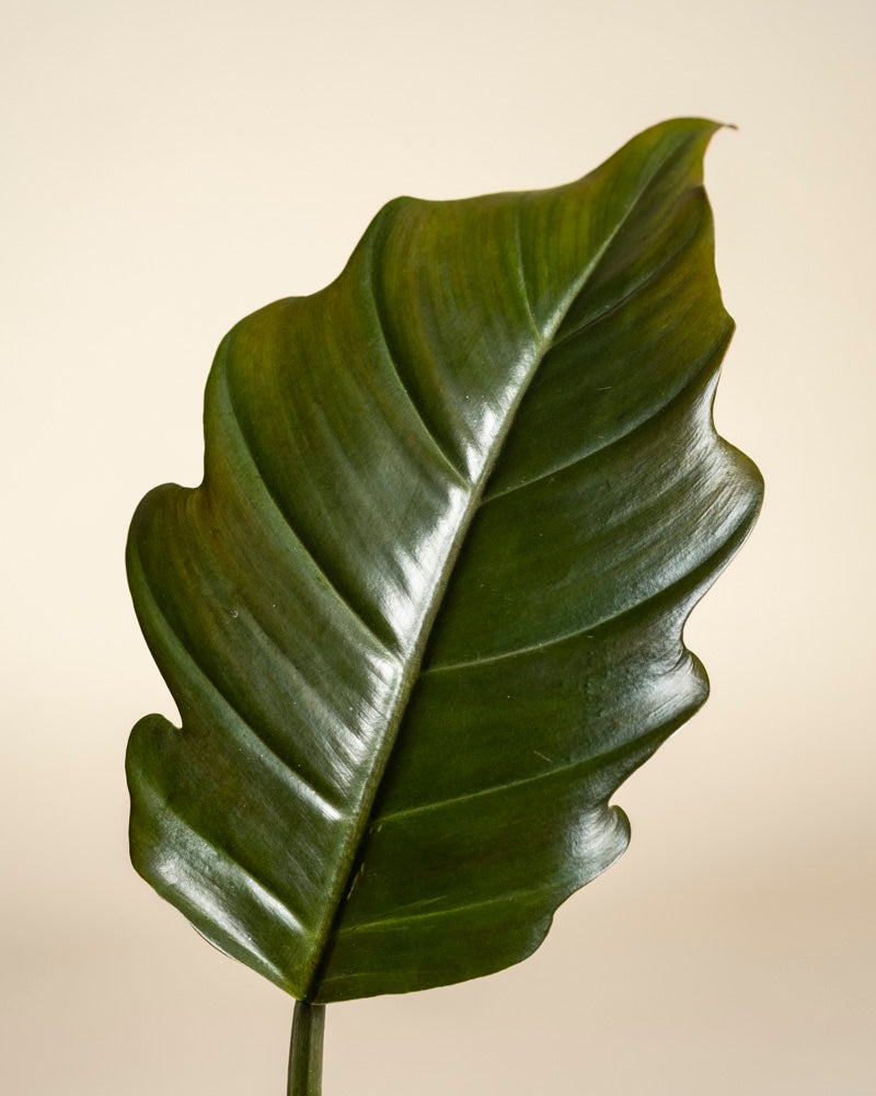 Ein einzelnes großes, glänzendes, dunkelgrünes Philodendron 'Pluto' - Feenblatt mit gewellten Rändern und auffälligen Adern hebt sich von einem schlichten beigen Hintergrund ab - ein seltener Fund für Pflanzensammler.