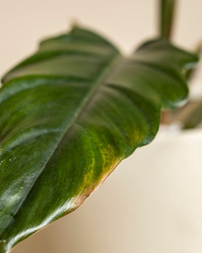 Eine Nahaufnahme zeigt ein einzelnes, glänzendes Philodendron 'Pluto' - Blatt mit zarten bräunlich-gelben Rändern. Diese seltene Pflanze sticht vor einem unscharfen Hintergrund hervor - ein echtes Highlight für jeden Pflanzensammler.