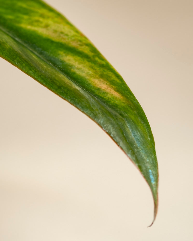 Eine Nahaufnahme der spitzen Spitze eines Philodendron 'Pluto' - Blattes mit gelblichen Streifen vor einem hellbeigen Hintergrund - ein exquisiter Fund für jeden Pflanzensammler.