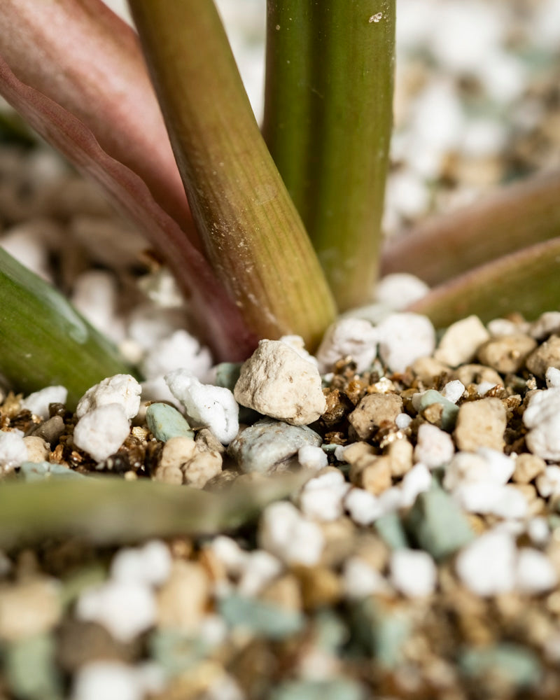 Nahaufnahme von Philodendron 'Pluto' - feige Stängel, die aus der mit Perlit, Kieselsteinen und körnigem Medium geschichteten Erde ragen. Die grünen, rosa gefärbten Stängel bilden einen auffälligen Kontrast - eine außergewöhnliche Rarität für jeden Pflanzensammler.