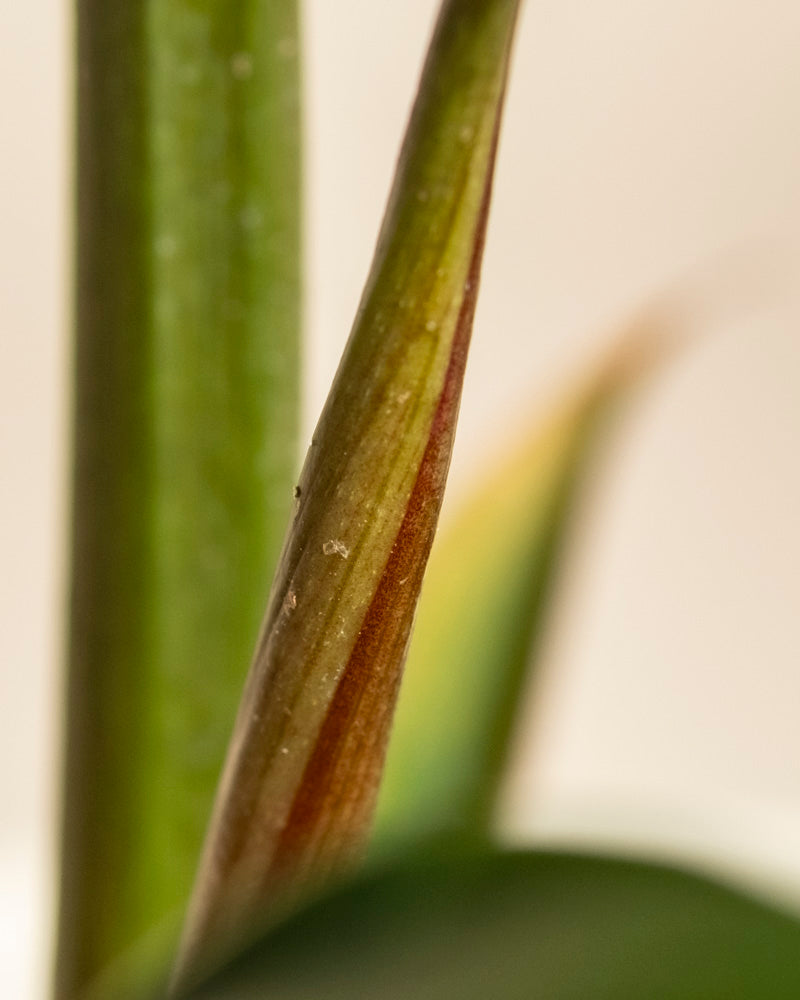 Nahaufnahme von Philodendron 'Pluto' - feige Stängel und Blätter mit roten und gelben Farbtönen vor einem weichen, verschwommenen Hintergrund - eine echte Rarität für jeden Pflanzensammler.