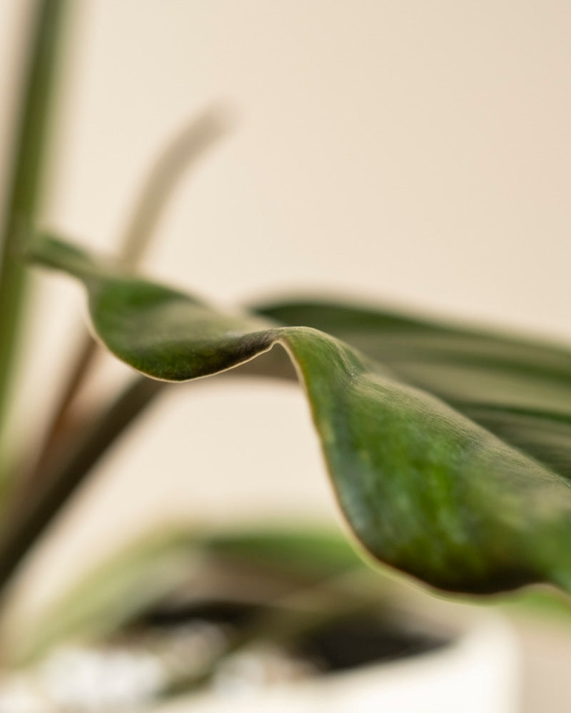Eine Nahaufnahme eines Philodendron 'Pluto' - fey Blatt mit gewellten Rändern und leichten braunen Verfärbungen am Rand. Der sanft verschwommene beigefarbene Hintergrund und ein Blick auf einen weißen Topf machen es ideal für jeden Pflanzensammler.
