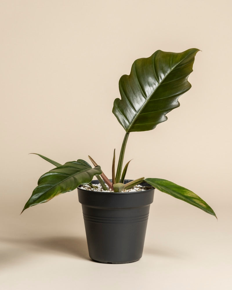Ein Philodendron 'Pluto' - feey, mit großen, glänzend grünen Blättern in einem schwarzen Plastiktopf, sitzt auf einem schlichten beigen Hintergrund. Weiße Kieselsteine bedecken den Boden - eine außergewöhnliche Rarität für jeden Pflanzensammler.