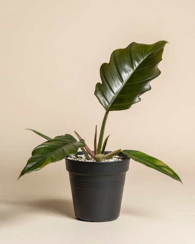 Ein Philodendron 'Pluto' - feey, mit großen, glänzend grünen Blättern in einem schwarzen Plastiktopf, sitzt auf einem schlichten beigen Hintergrund. Weiße Kieselsteine bedecken den Boden - eine außergewöhnliche Rarität für jeden Pflanzensammler.