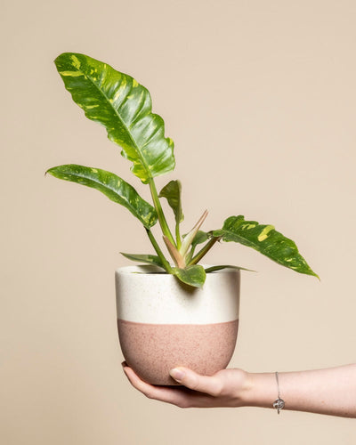 Eine Hand hält einen Philodendron 'Ring of Fire' - feey, dessen auffallend grüne Blätter gelb gefärbt sind, in einem weißen und rosafarbenen Keramiktopf vor einem schlichten beigen Hintergrund - eine bezaubernde Zimmerpflanze für jeden Raum.