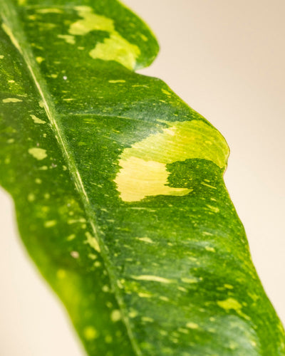 Eine Nahaufnahme eines Philodendron 'Ring of Fire' - das feige Blatt hebt seine lange grüne Blattspreite, die gelben Flecken und die kräftige Panaschierung auf hellem Hintergrund hervor - eine auffällige Zimmerpflanze für jeden Raum.