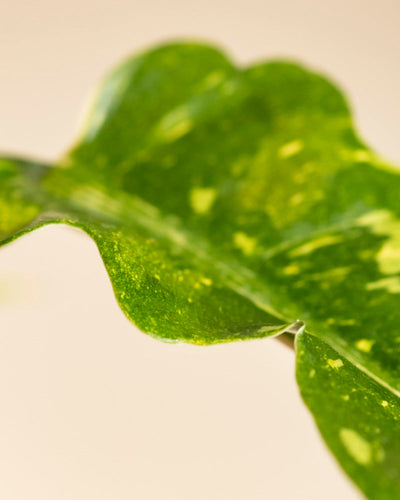 Nahaufnahme eines Philodendron 'Ring of Fire' - gelb gesprenkeltes Blatt mit gewelltem Rand vor einem zartbeigen Hintergrund, der die auffällige Textur und Farbvariation der Pflanze zeigt.