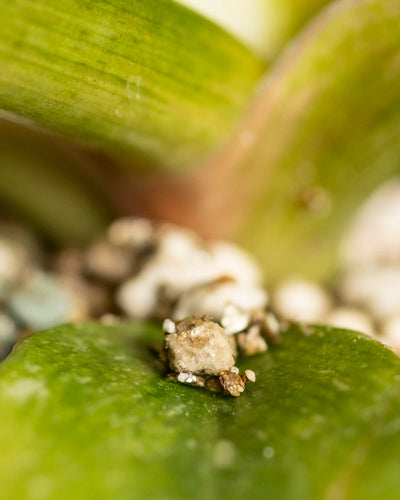 Nahaufnahme eines grünen Philodendron 'Ring of Fire' - ein feiges Blatt mit körnigem Dünger und Erde auf der Oberfläche; weitere Blätter und unscharfe Erde im Hintergrund verleihen Tiefe.