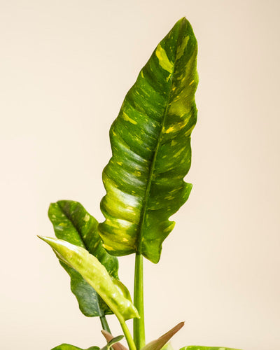 Eine Nahaufnahme mehrerer grün und gelb gefärbter Blätter des Philodendron 'Ring of Fire' - feey, einer auffälligen Zimmerpflanze, vor einem einfarbig beigen Hintergrund. Das größte wellenförmige Blatt ist aufrecht und länglich.