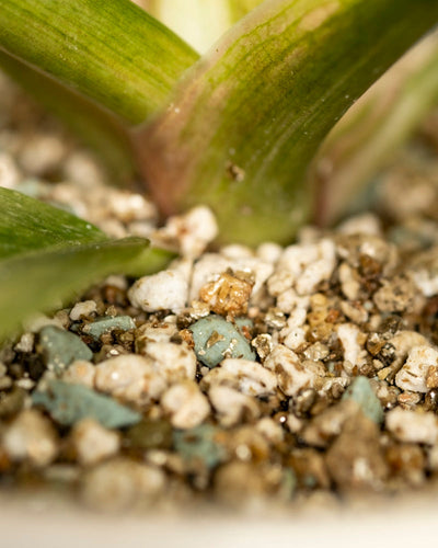 Nahaufnahme eines Philodendron 'Ring of Fire' - Fee mit mehreren Blättern, die aus einer Mischung aus weißen, hellbraunen und blaugrauen Kieselsteinen und Perlite sprießen. Der Schwerpunkt liegt auf der strukturierten Erde und der Basis dieser auffälligen Pflanze.