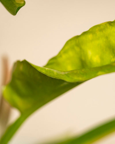 Nahaufnahme eines leuchtend grünen Philodendron 'Ring of Fire' - feenartiges Blatt mit strukturierten, sanft geschwungenen Rändern vor einem zartbeigen Hintergrund. Das Bild hebt die einzigartigen Muster dieser auffälligen Pflanze hervor.