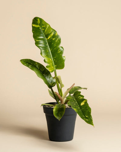 Der Philodendron 'Ring of Fire' - feey besticht durch seine großen, glänzend grünen Blätter mit gelber Panaschierung, die vor einem einfachen beigen Hintergrund hervorgehoben werden.