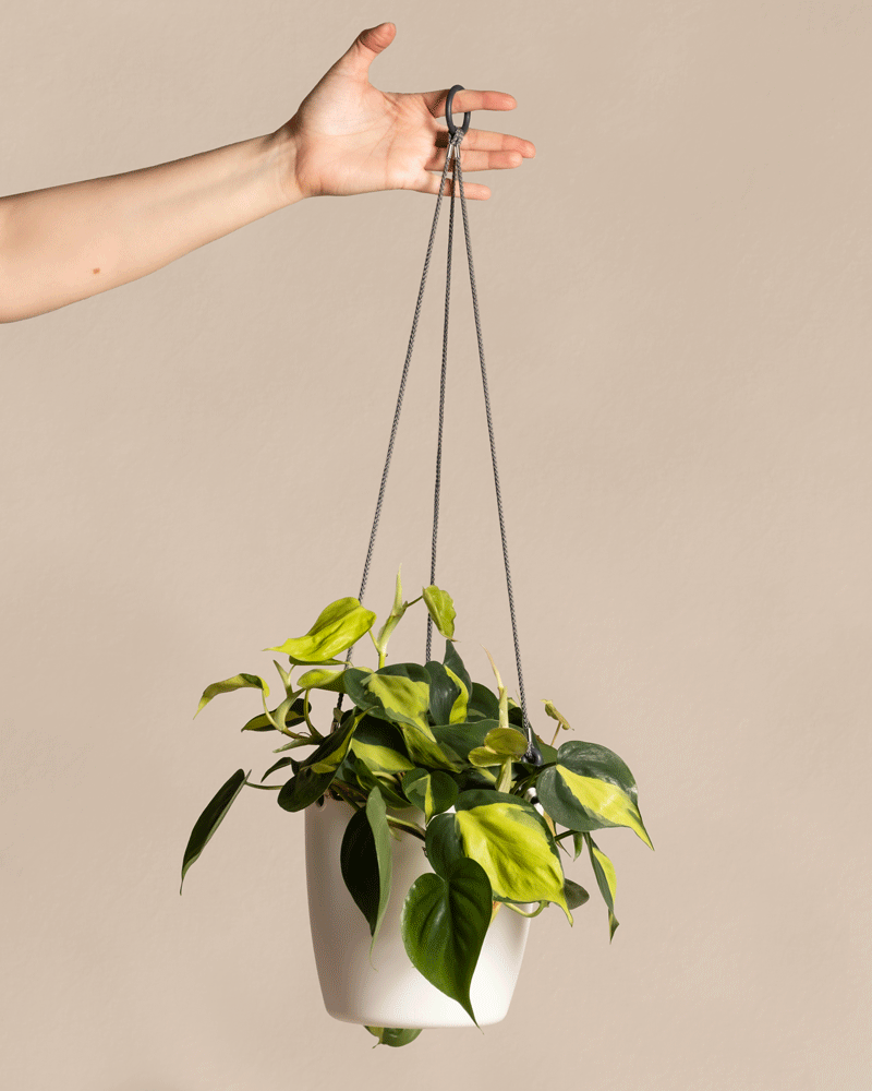 scindapsus vs philodendron Scindapsus pictus 6