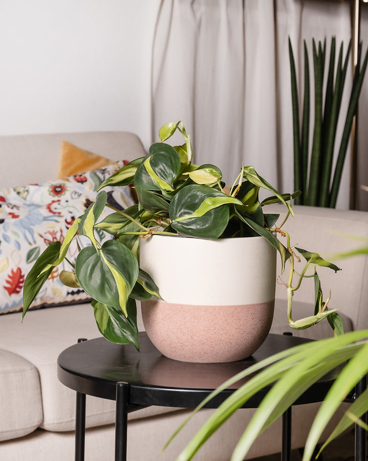 Philodendron scandens Brasil | feey Zimmerpflanzen   feey GmbH