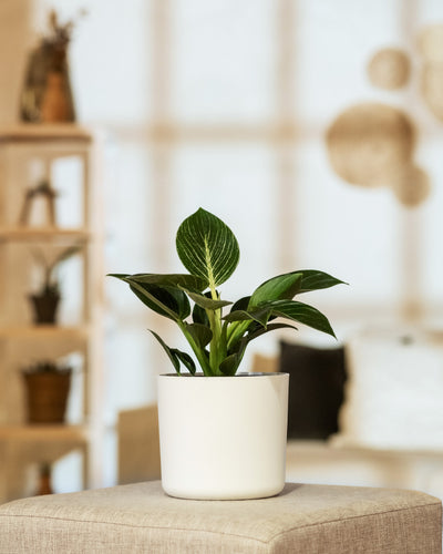 Ein Philodendron Birkin „White Measure“ mit breiten grünen Blättern steht im Vordergrund auf einem beigen Ottomanen. Im Hintergrund sind Regale mit Topfpflanzen und verschwommenen Dekorationsgegenständen zu sehen, die eine gemütliche, gut beleuchtete Innenatmosphäre schaffen.