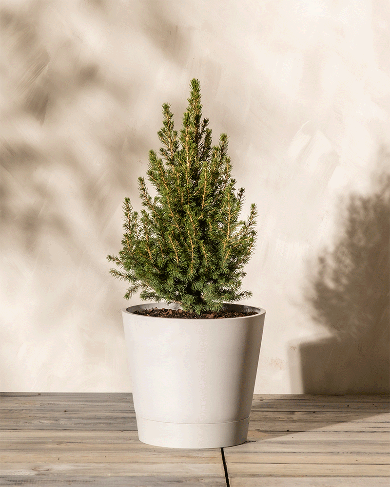 Zuckerhutfichte in Kunststofftopf