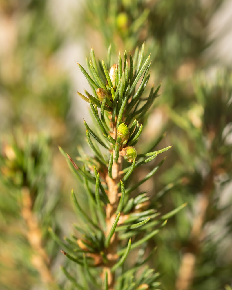 Detailaufnahme von Zuckerhutfichte