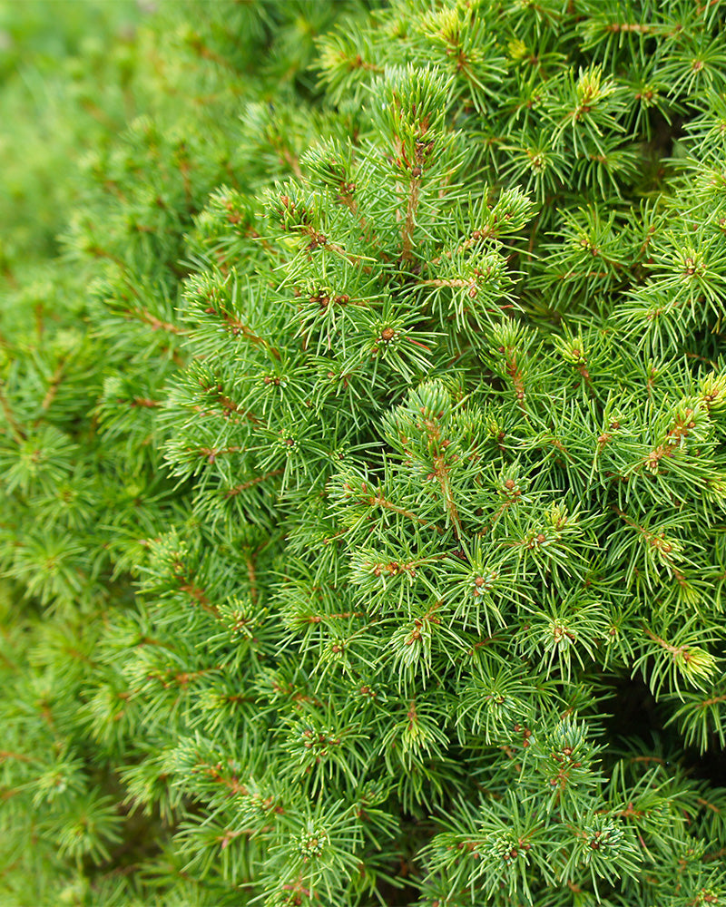 Detailaufhnahme von Zuckerhutfichte