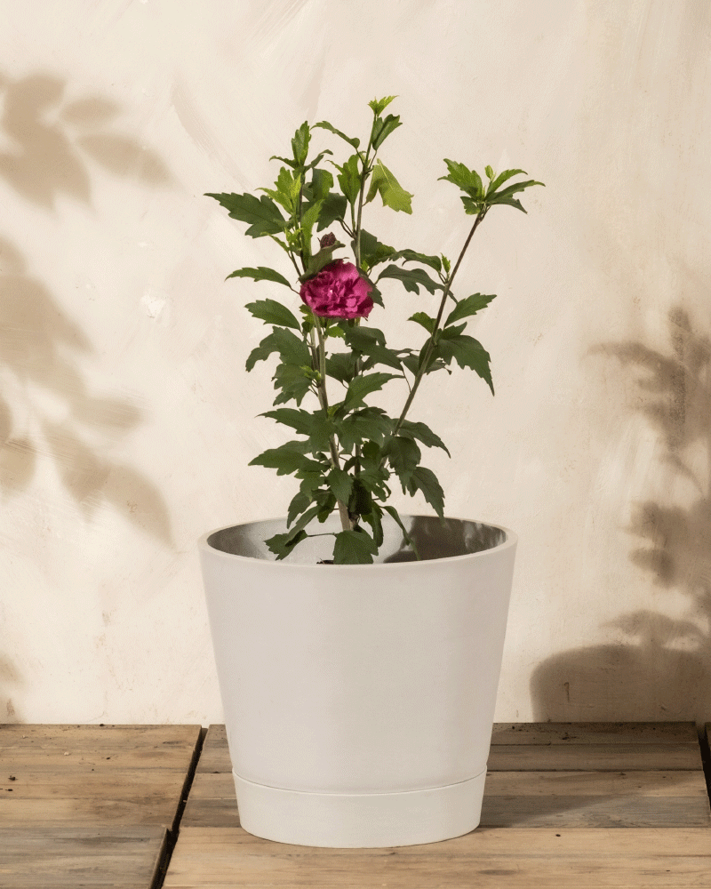 Pinker Hibiskus | Hibiscus syriacus