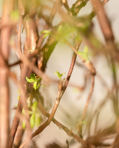 Nahaufnahme von verschlungenen, unscharfen Ästen und Stängeln, mit einem kleinen Fleck scharfer, scharfer grüner Blätter, die aus dem zentralen Ast hervorwachsen. Warmes Sonnenlicht verstärkt die natürliche, ruhige Atmosphäre im Bild, während der robuste und pflegeleichte Gelbe Fingerstrauch einen Hauch von Farbe hinzufügt.